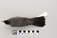 Dumetella carolinensis image