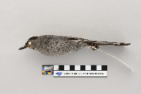 Dumetella carolinensis image