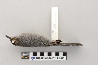 Dumetella carolinensis image