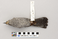 Dumetella carolinensis image