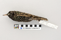 Sturnus vulgaris image