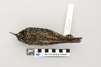 Sturnus vulgaris image