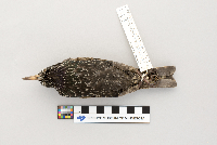 Sturnus vulgaris image