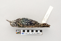 thumbnail image of current specimen