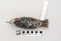 thumbnail image of current specimen