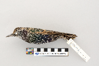 thumbnail image of current specimen