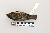 Sturnus vulgaris image