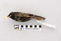 Sturnus vulgaris image