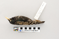 Sturnus vulgaris image