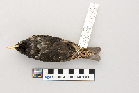 Sturnus vulgaris image