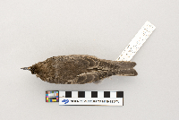 Sturnus vulgaris image