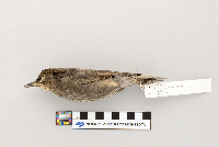 Sturnus vulgaris image