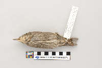 Sturnus vulgaris image