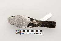 Lanius excubitor image