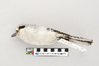 Lanius excubitor image