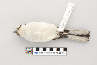 Lanius excubitor image