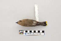 Bombycilla cedrorum image