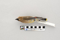 Bombycilla cedrorum image