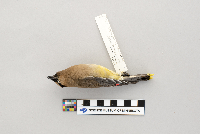 Bombycilla cedrorum image
