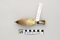 Bombycilla cedrorum image