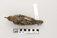 thumbnail image of current specimen