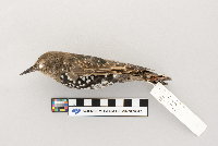 thumbnail image of current specimen