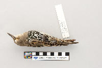 thumbnail image of current specimen
