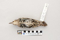 thumbnail image of current specimen
