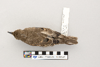thumbnail image of current specimen