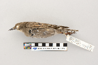 thumbnail image of current specimen