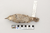 thumbnail image of current specimen