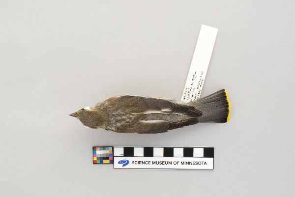 Bombycilla cedrorum image