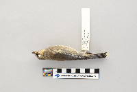 Bombycilla cedrorum image