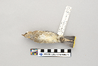 Bombycilla cedrorum image