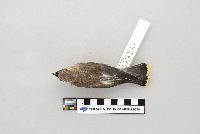 Bombycilla cedrorum image