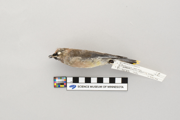 Bombycillinae image