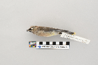 Bombycilla cedrorum image