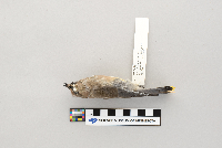 Bombycilla cedrorum image