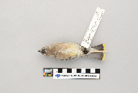 Bombycilla cedrorum image