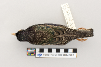 Sturnus vulgaris image