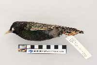 Sturnus vulgaris image
