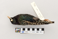 Sturnus vulgaris image