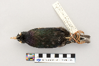 Sturnus vulgaris image