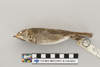 Catharus minimus image
