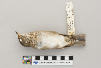 Catharus minimus image