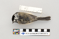 Parus atricapillus image