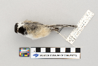 Parus atricapillus image