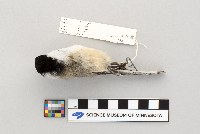 Parus atricapillus image