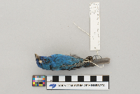 Passerina cyanea image