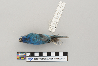 Passerina cyanea image
